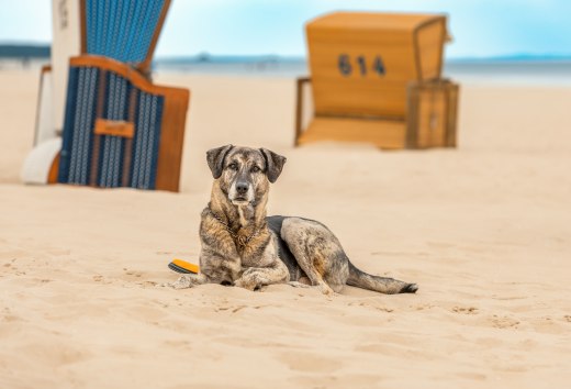 Genie&szlig;en Sie Ihren Urlaub mit Hund an Ostsee und Seenplatte // &copy; MV-T/Tiemann