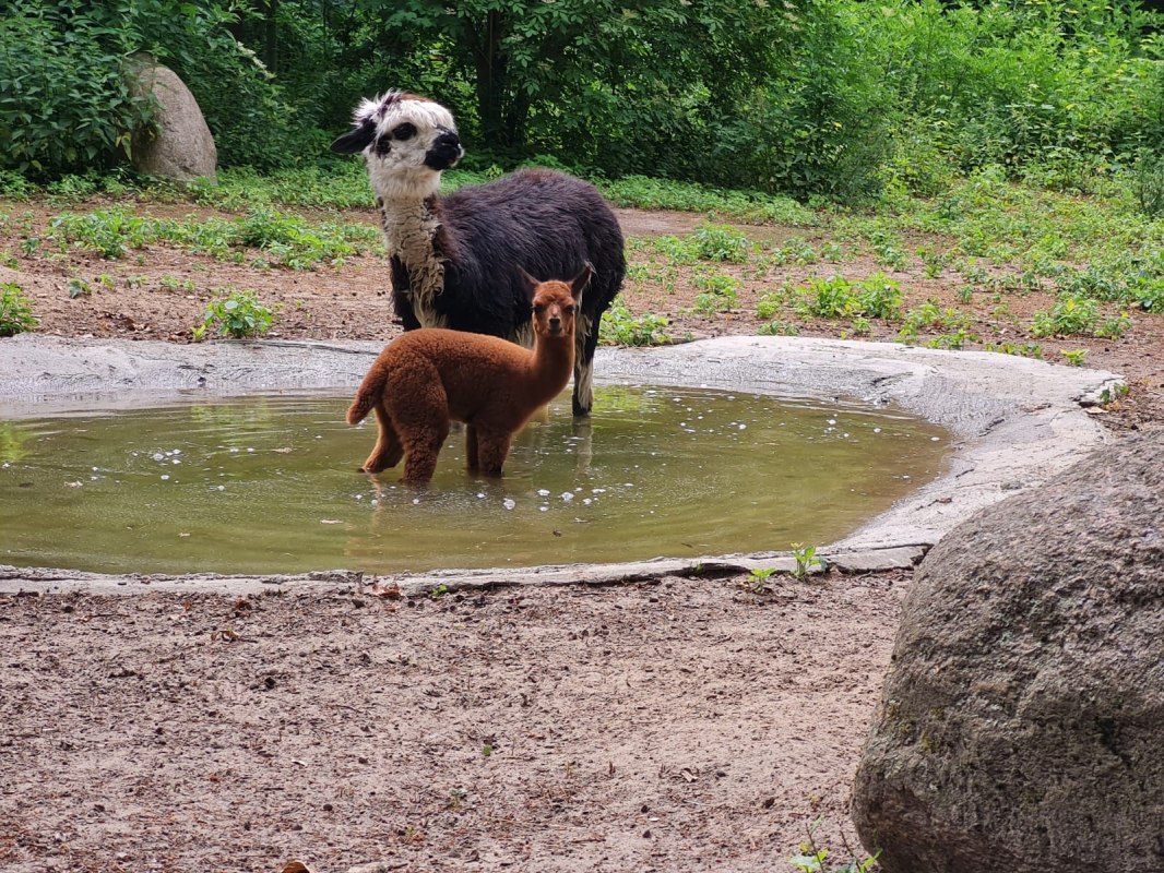 © Tierpark Wolgast © Tierpark Wolgast