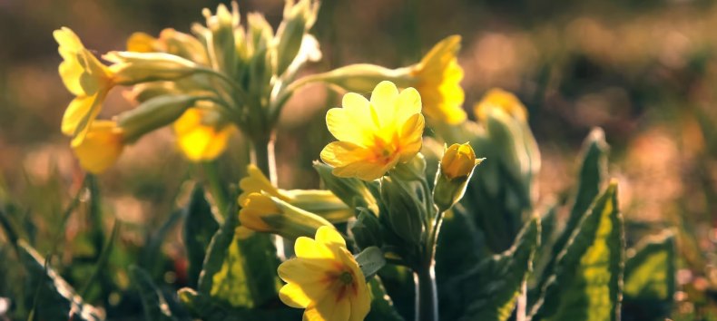 © Gemeinde Ostseebad Glowe © Gemeinde Ostseebad Glowe