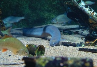 Im Aquarium „Stralsunder Hafenbecken“ im OZEANEUM kann der Europäische Flussaal gut beobachtet werden. // © Anke Neumeister/Deutsches Meeresmuseum Im Aquarium „Stralsunder Hafenbecken“ im OZEANEUM kann der Europäische Flussaal gut beobachtet werden. // © Anke Neumeister/Deutsches Meeresmuseum