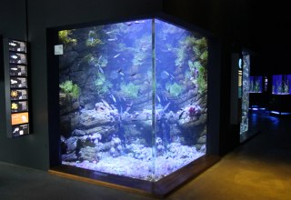 Gezeitenbecken (Foto: OZEANEUM Stralsund)