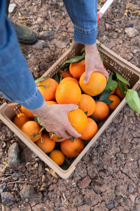 Auch in Europa arbeiten hunderttausende Migrant*innen unter prek&auml;ren Bedingungen auf Obstplantagen. Dies zeigt die Kurzdokumentation am 9. Mai im Weltladen Schwerin. // &copy; freepik
