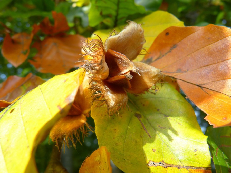 Die k&ouml;stliche Waldfruchtf&uuml;hrung, &copy; Pixabay