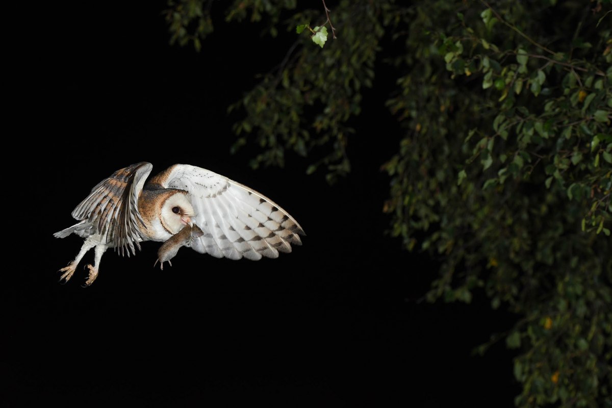 Schleiereule mit gefangener Maus, &copy; A. Sch&uuml;ring