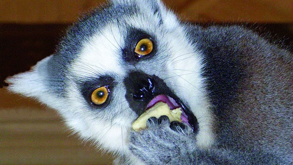 Vrolijke en brutale ringstaartmaki's in de dierentuin van Wismar // &copy; Tierpark Wismar