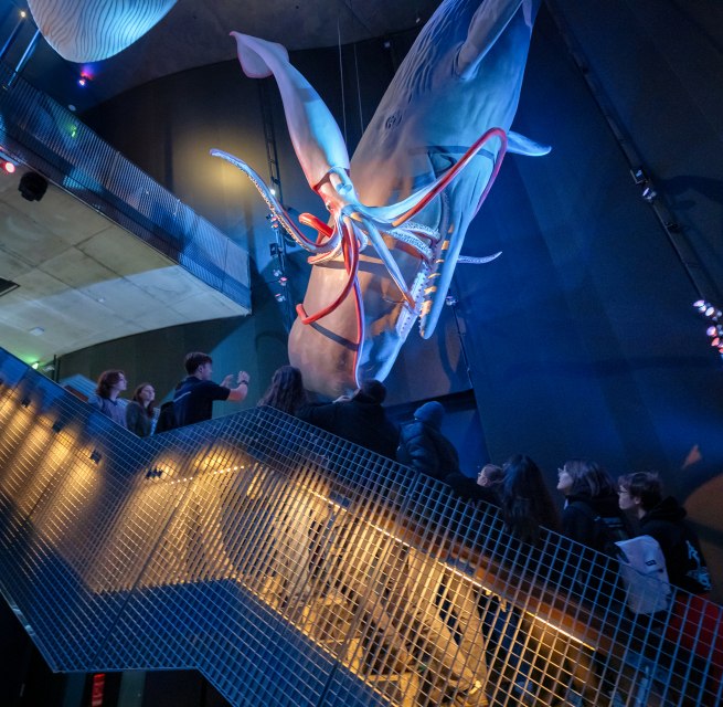 Eine Gruppe steht auf einer Treppe unter h&auml;ngenden originalgro&szlig;en Walmodellen, &copy; Anke Neumeister/Deutsches Meeresmuseum
