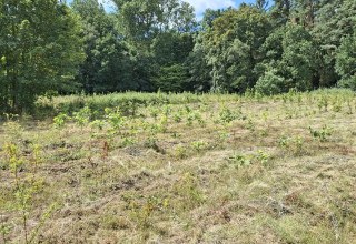 © Landesforst MV © Landesforst MV