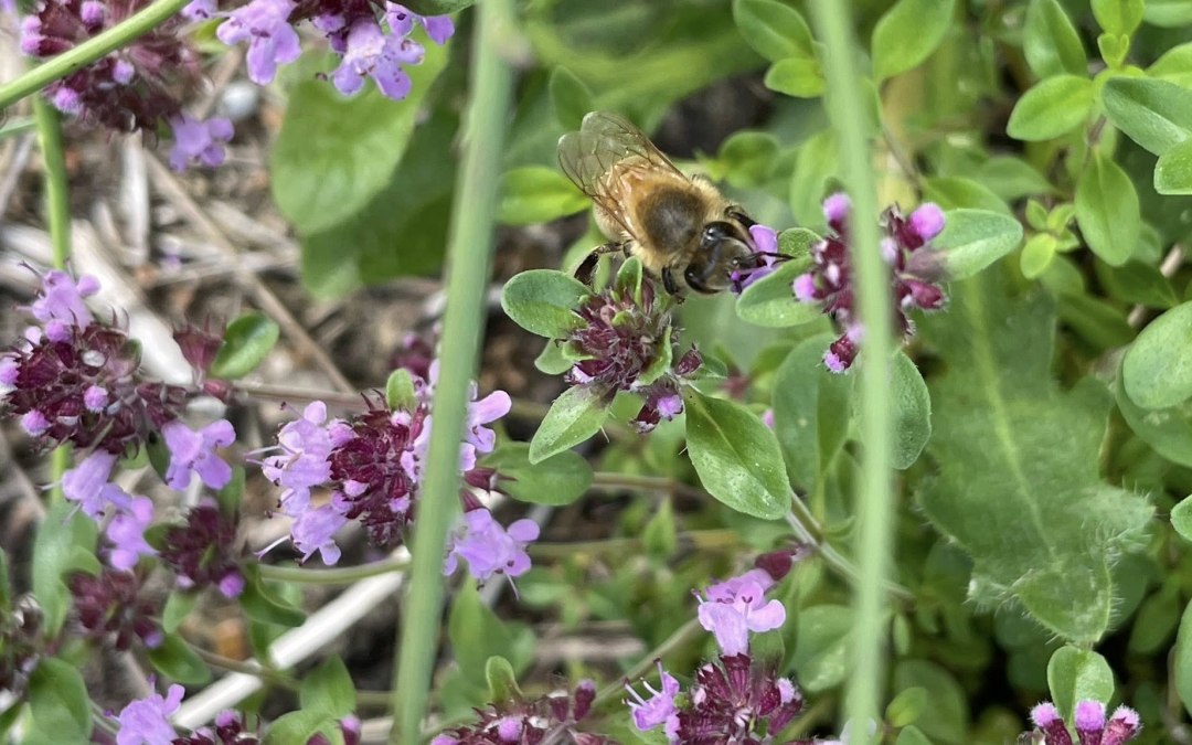 Minze, © TZ Südliche Boddenküste Minze, © TZ Südliche Boddenküste