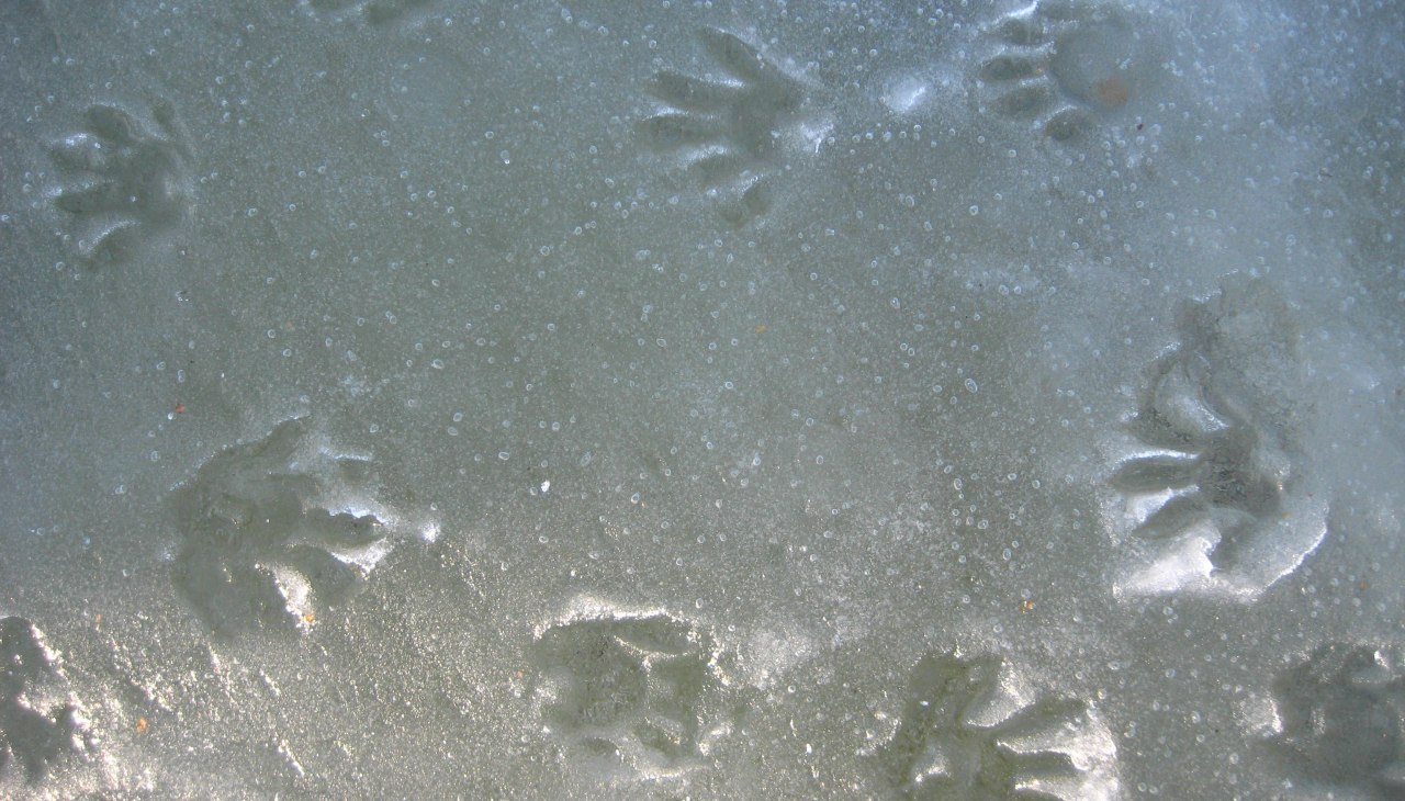 Wachb&auml;r F&auml;hrte 9.1.2016_UMe&szlig;ner, &copy; Ulrich Me&szlig;ner