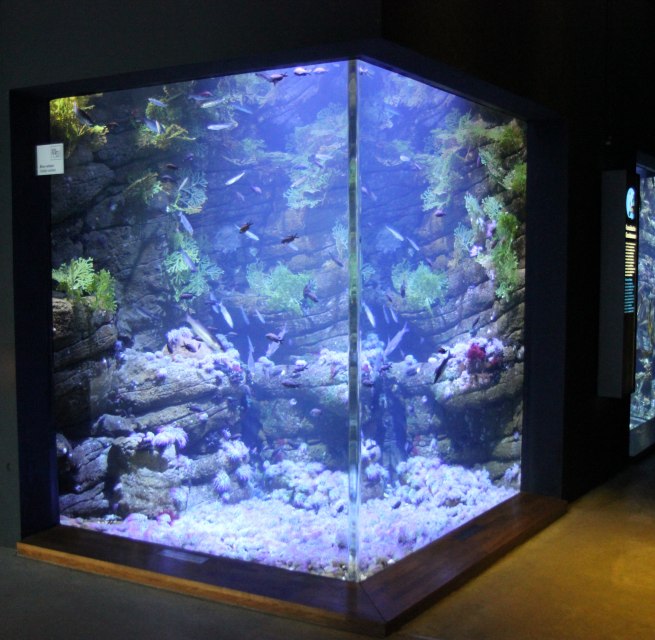 Gezeitenbecken (Foto: OZEANEUM Stralsund)