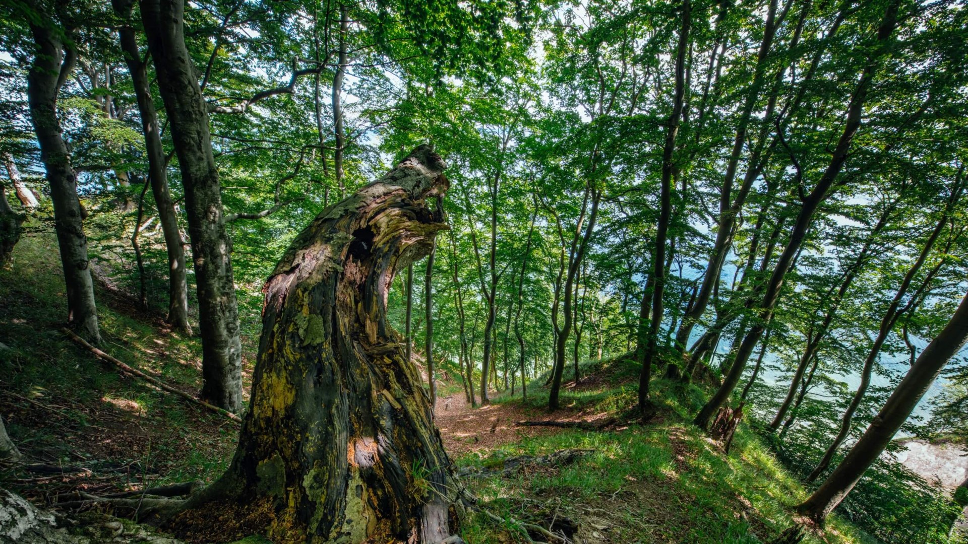 Blick durch den Wald auf die Kreidek&uuml;ste auf R&uuml;gen.