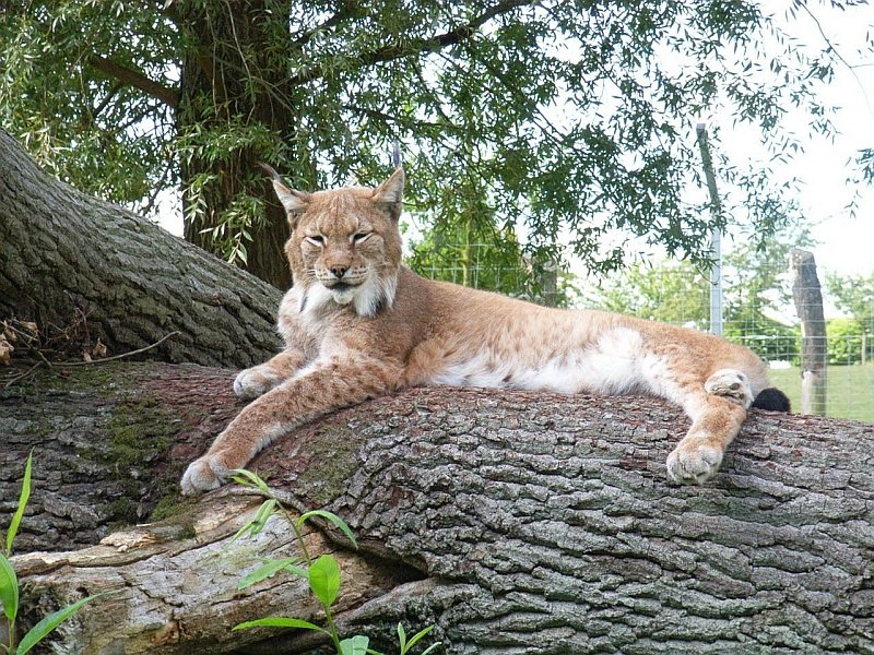 Vom Hochstand aus kann man die Luchse beobachten // &copy; Tierpark Wismar