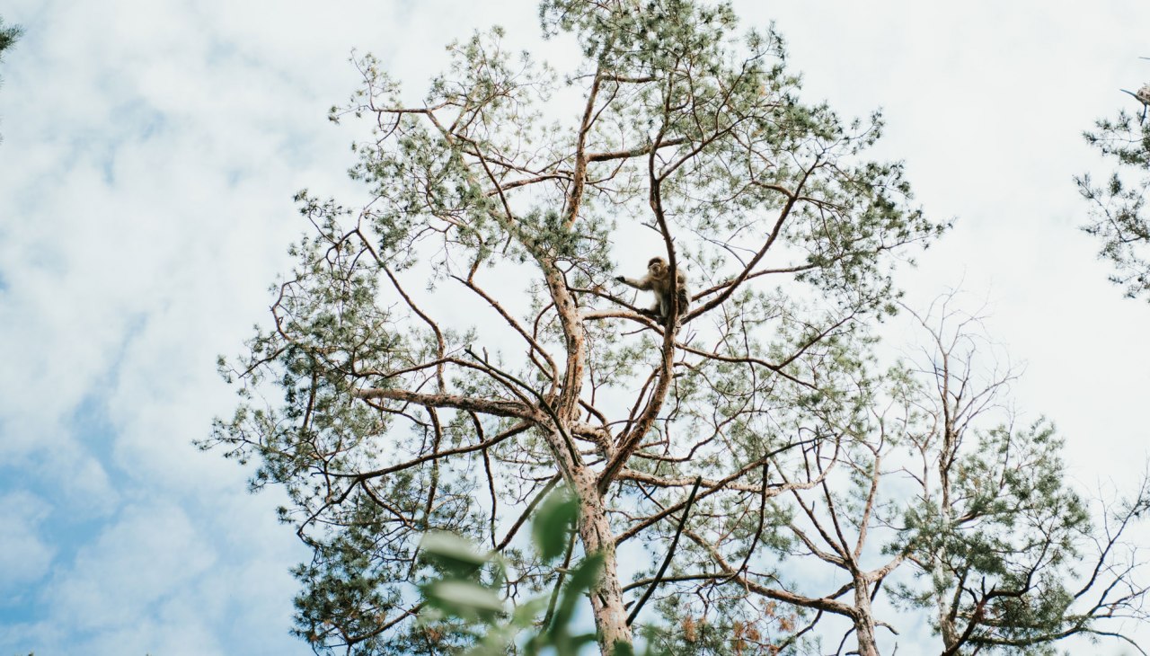 Affenwald Malchow, © 1000seen