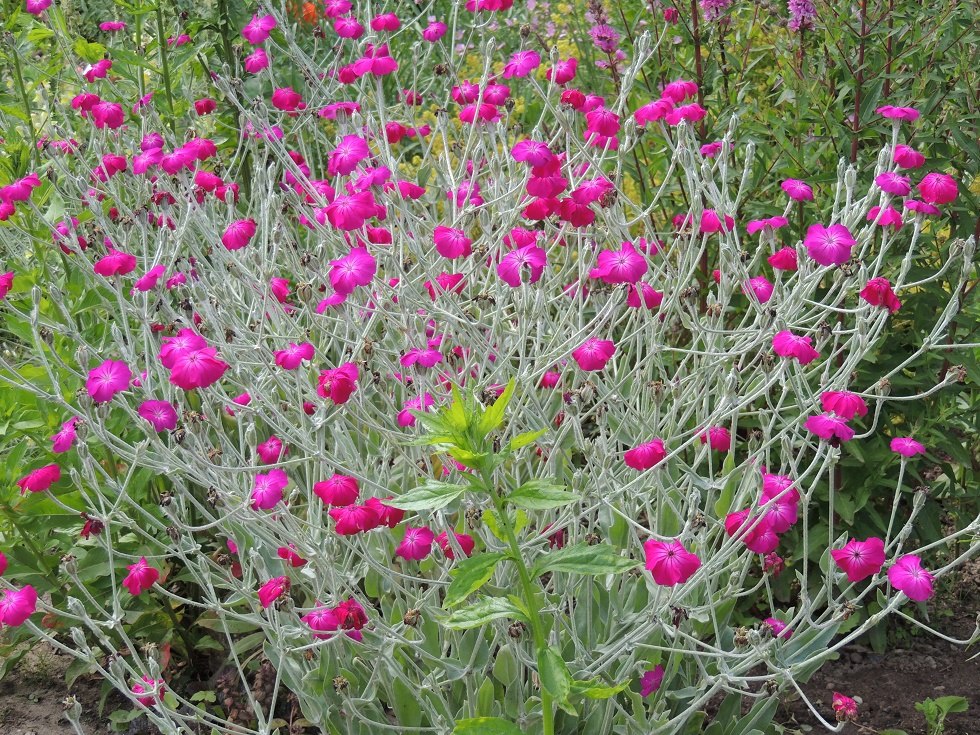 Blütenpracht im Schaugarten // © Kurverwaltung Insel Poel Blütenpracht im Schaugarten // © Kurverwaltung Insel Poel