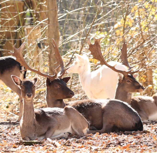 &copy; Wildpark-MV