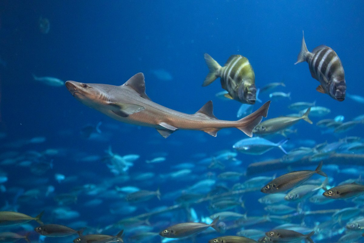 Im Aquarium „Offener Atlantik“ sind mehrere Haiarten zu sehen, darunter auch Glatthaie // © Anke Neumeister/Deutsches Meeresmuseum Im Aquarium „Offener Atlantik“ sind mehrere Haiarten zu sehen, darunter auch Glatthaie // © Anke Neumeister/Deutsches Meeresmuseum