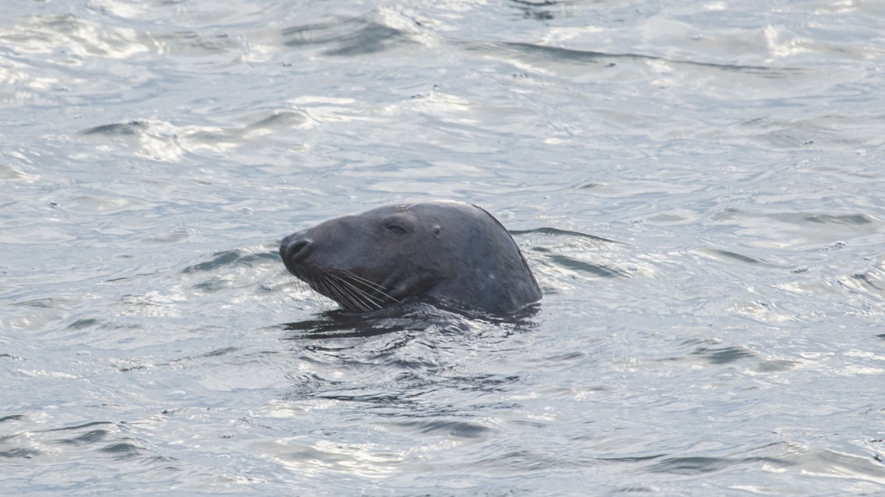 Zeehondenrondvaarten vanuit de haven van Baabe (verschansing) // &copy; Wei&szlig;e Flotte GmbH