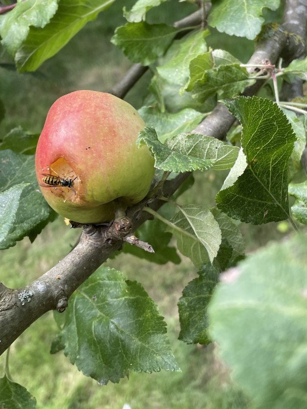 Apfel, &copy; S&uuml;dliche Boddenk&uuml;ste