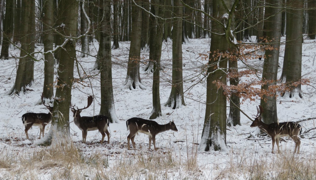 Spaziergang Tierische Schlafm&uuml;tzen, &copy; Nationalpark-Zentrum K&Ouml;NIGSSTUHL
