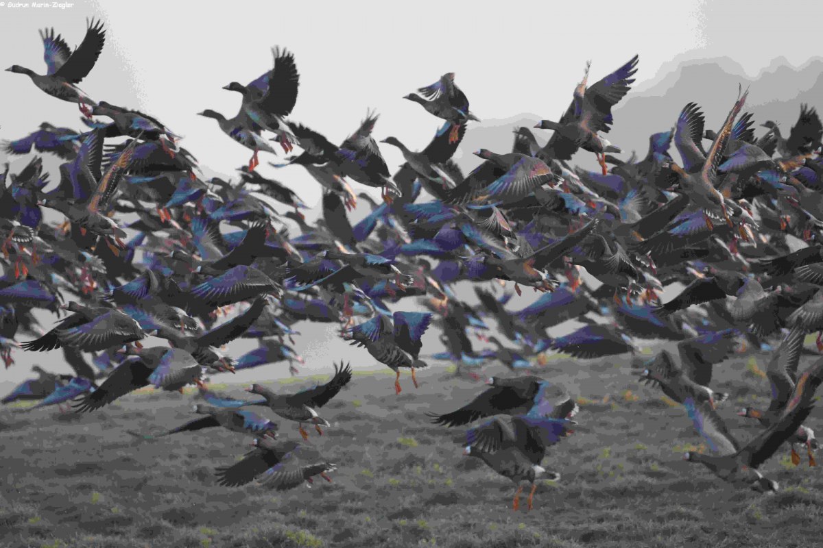 Wildg&auml;nse // &copy; Gudrun Marin-Ziegler