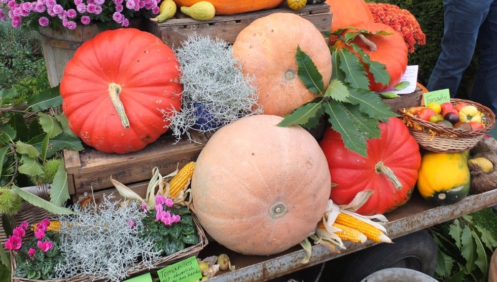 Pompoenen in vele vormen en kleuren // &copy; Martin Hagemann