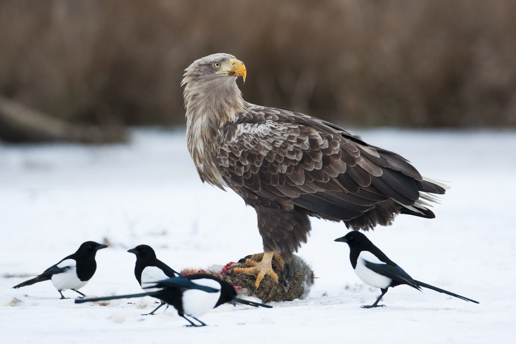 Vortrag - Im Revier des Seeadlers Vortrag - Im Revier des Seeadlers