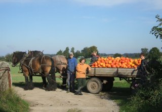 Im September werden auf Opas Bauernhof die Hokkaido-Kürbisse geerntet. // © Opas Bauernhof Im September werden auf Opas Bauernhof die Hokkaido-Kürbisse geerntet. // © Opas Bauernhof