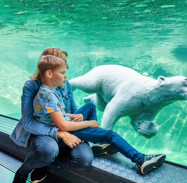 Kind mit Mutter beobachtet im Polarium des Rostocker Zoos zwei schwimmende Eisbären hinter Glas. // Staunen im Zoo Rostock – im Polarium den mächtigen Eisbären beim Tauchen und Spielen zusehen. // © MV-T/Tiemann Kind mit Mutter beobachtet im Polarium des Rostocker Zoos zwei schwimmende Eisbären hinter Glas.