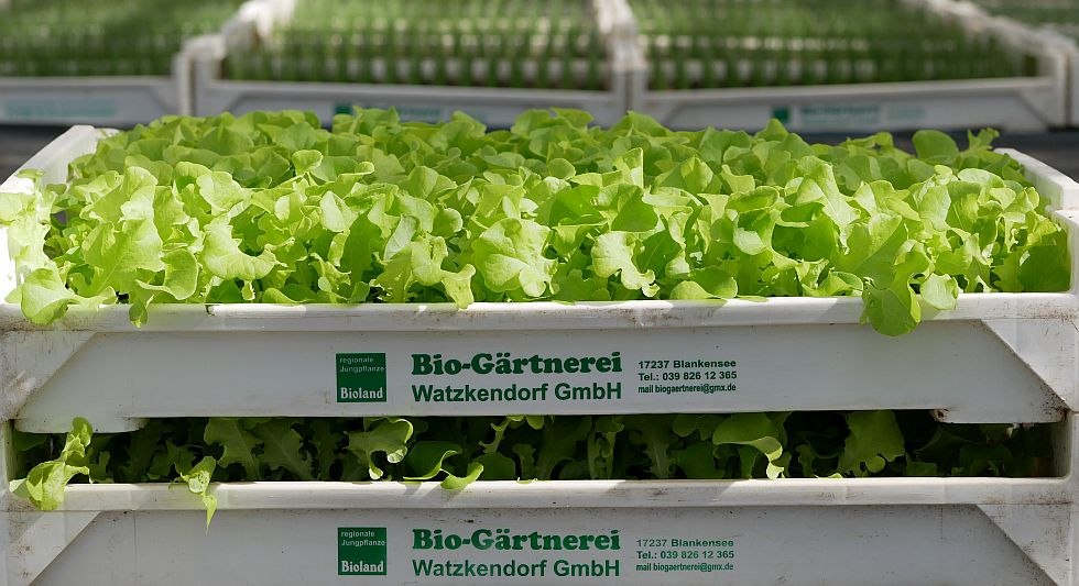 Regionale jonge planten uit de biologische kwekerij // © Bio-Gärtnerei Watzkendorf Regionale jonge planten uit de biologische kwekerij // © Bio-Gärtnerei Watzkendorf