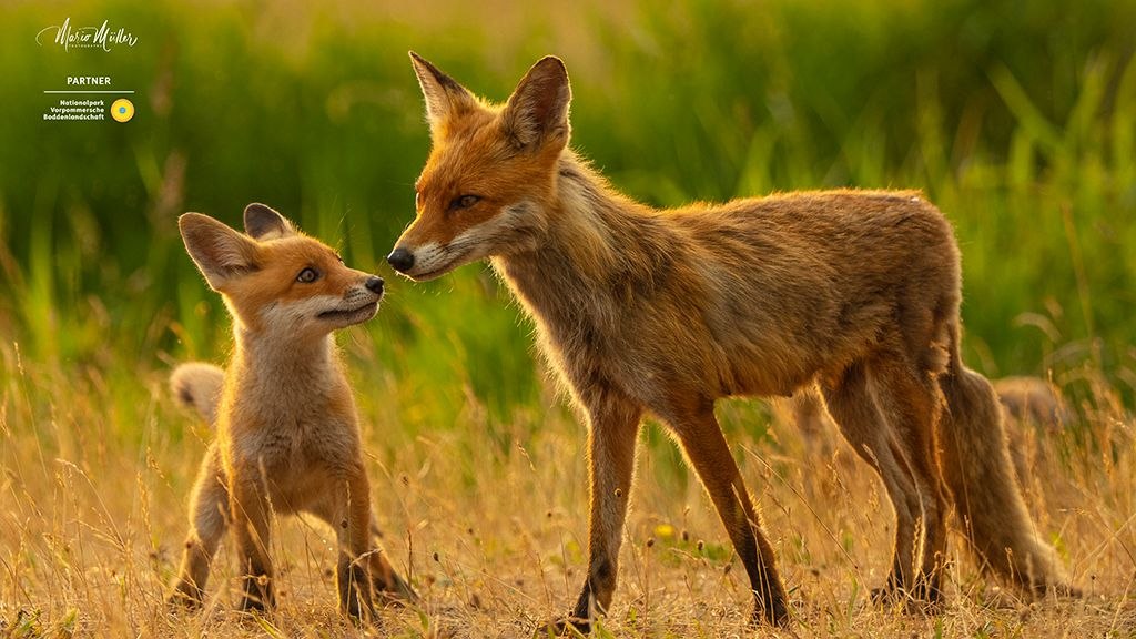 "Fenja, de kustvos" // &copy; Mario M&uuml;ller