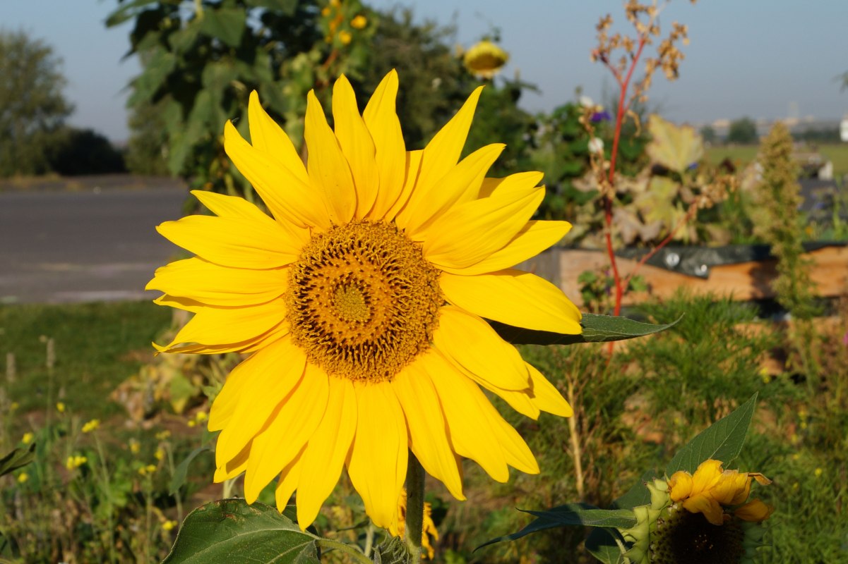 Sonnenblume // &copy; Nora Zender