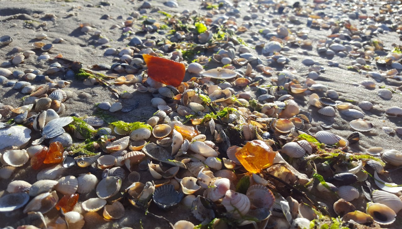 UV-Bernsteinsuche im Dunkeln, © Mitarbeiter3 UV-Bernsteinsuche im Dunkeln, © Mitarbeiter3