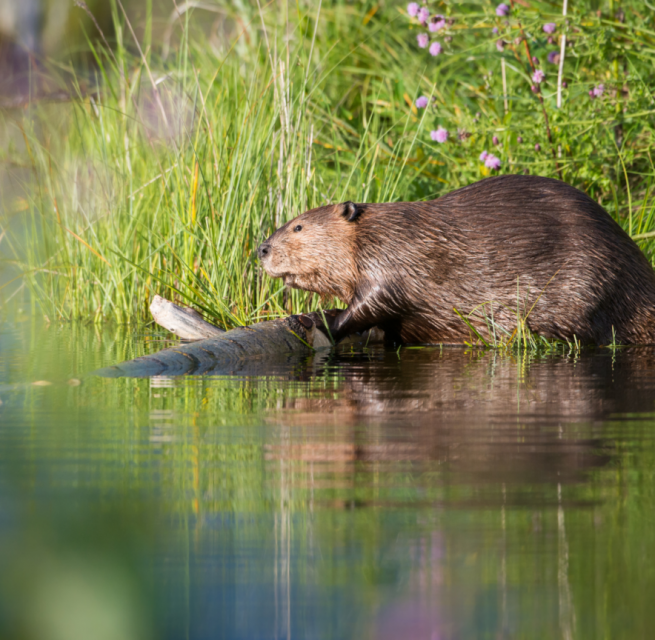 Mit ein wenig Glück werden wir Biber und andere Bewohner der Flusslanden entdecken., © Corina Posselt Mit ein wenig Glück werden wir Biber und andere Bewohner der Flusslanden entdecken., © Corina Posselt