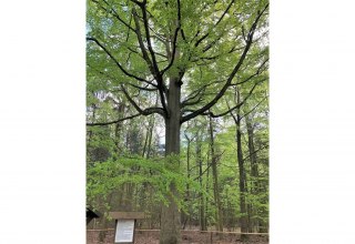 Zachow Buche im Parchimer Buchholz // &copy; Stadt Parchim