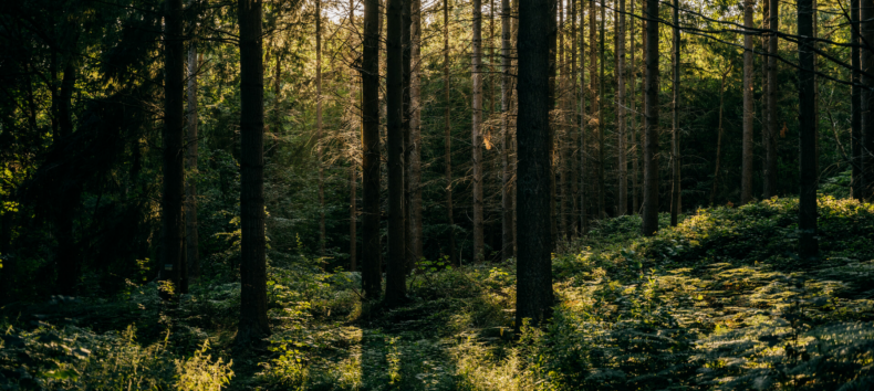 © Binzer Bucht Tourismus © Binzer Bucht Tourismus