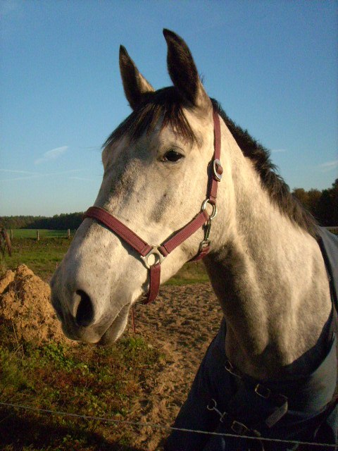 Willkommen auf dem Malchower Reiterhof!, © Malchower Reiterhof Willkommen auf dem Malchower Reiterhof!, © Malchower Reiterhof