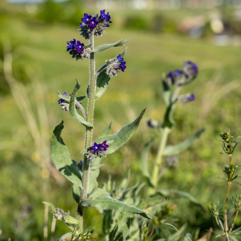 Bloemenmagie // &copy; Lars Wehrmann