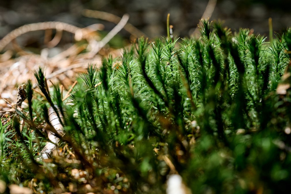 20230704-Kräuterwanderung-337-Foto-Burwitz-Pocha, © burwitz 20230704-Kräuterwanderung-337-Foto-Burwitz-Pocha, © burwitz