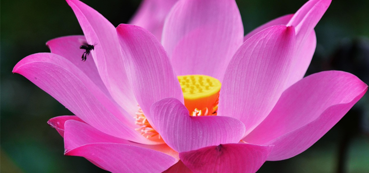 &copy; Bild Lotus Herz_Qigong.png