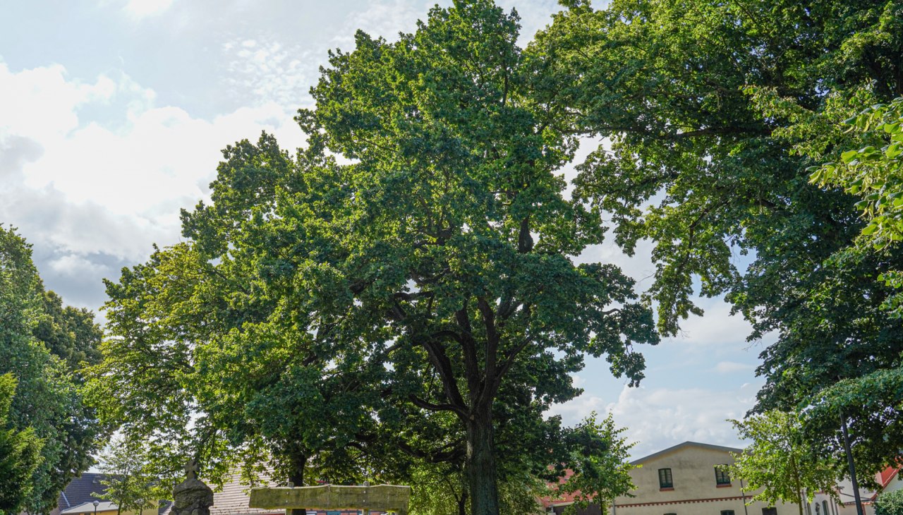 Friedenseiche, © Bernsteinstadt Ribnitz-Damgarten
