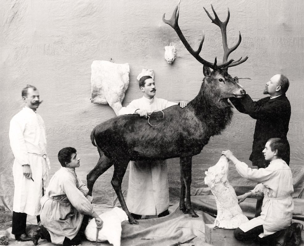 Carl Knuth und seine Mitarbeiter bei der Arbeit an einem Rothirschpr&auml;parat f&uuml;r das Maltzahn&rsquo;sche Museum in Waren, 1902 // &copy; M&uuml;rtzeum Waren