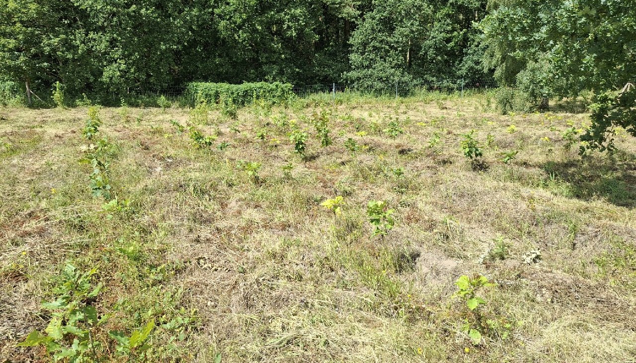 Klimawald Haidhof - Jüngste Auforstungen, © Landesforst MV Klimawald Haidhof - Jüngste Auforstungen, © Landesforst MV