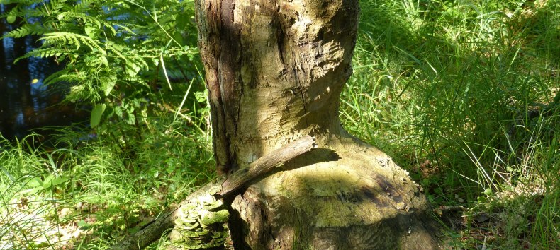 angenagter Baum am Radebach // &copy; Naturpark Sternberger Seenland
