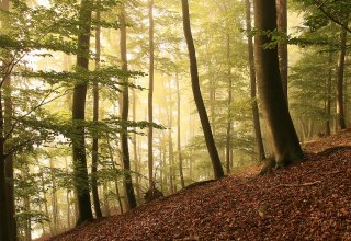 &copy; Kurverwaltung Feldberg