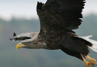 &copy; Nationalpark-Service Federow