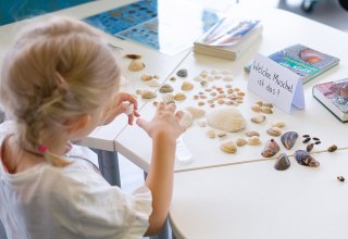 Am Strand sind viele verschiedene Muschelschalen zu finden // &copy; Anke Neumeister/Deutsches Meeresmuseum