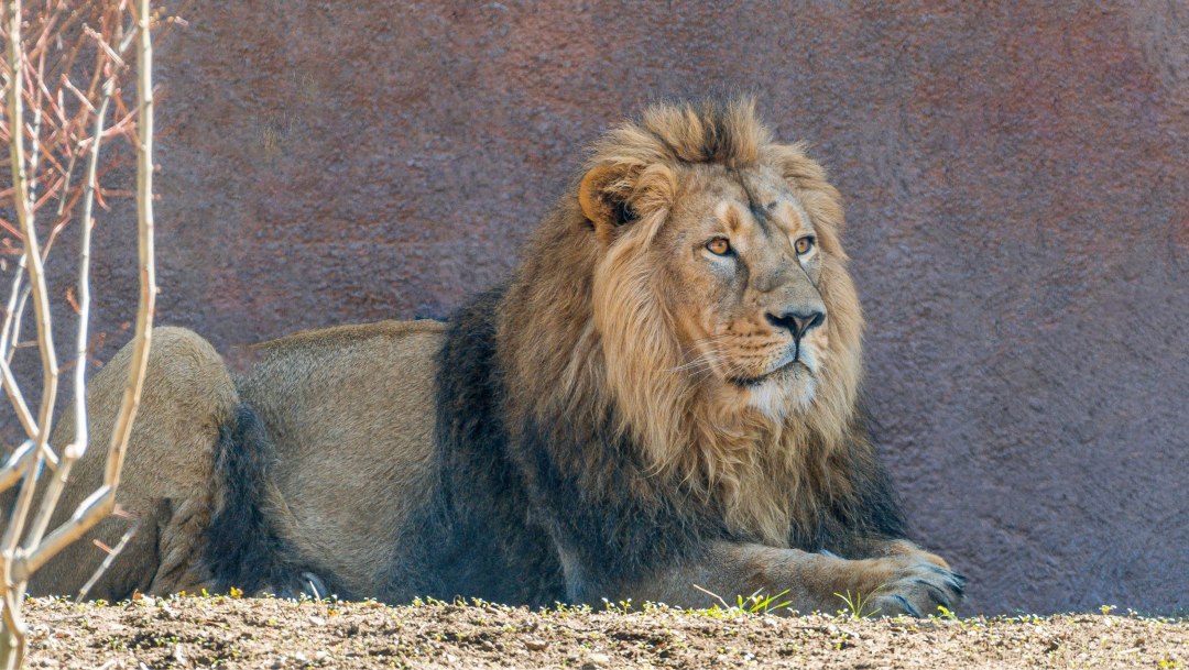 Asiatischer L&ouml;we - Zoo Schwerin, &copy; Zoo Schwerin
