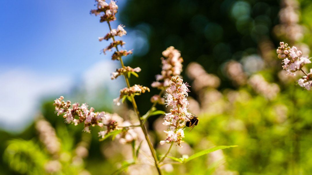 Klosterkräutergarten Himmelpfort, © André Wirsig