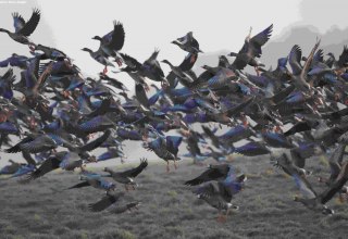 Wildgänse // © Gudrun Marin-Ziegler Wildgänse // © Gudrun Marin-Ziegler