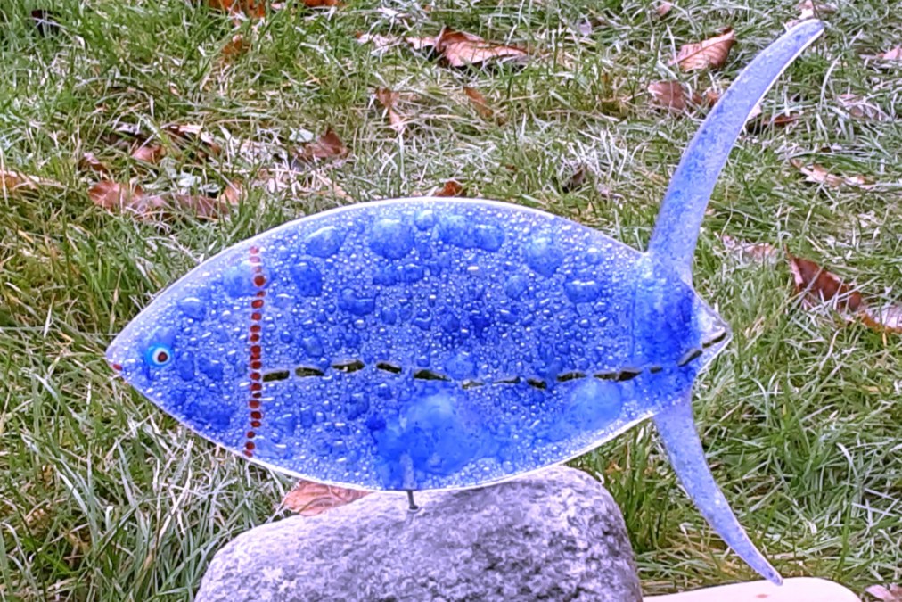 Blubberfisch, © Regina Lüdecke Blubberfisch, © Regina Lüdecke